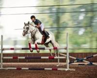 中产家庭送娃骑马，一年烧掉几十万