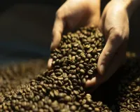 全球头号咖啡生产国为何“换豆”？