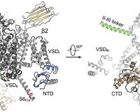 AI是抢活还是赋能？颜宁给出最新答案