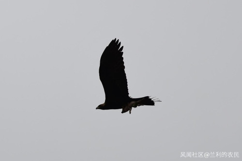 a85.jpg