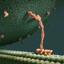 Z91.gif