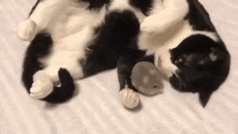 71.gif 71.gif