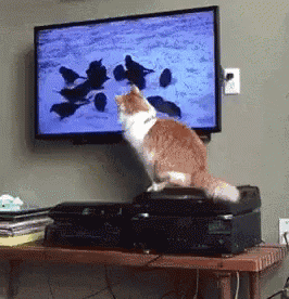 73.gif 73.gif