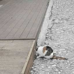 74.gif 74.gif
