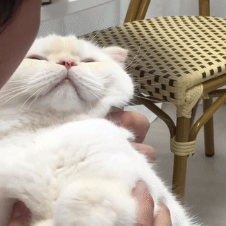 22.gif 22.gif