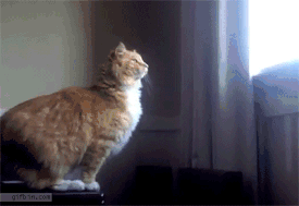 38.gif 38.gif