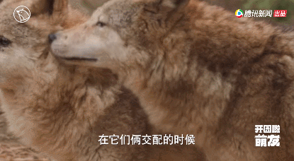 12.gif