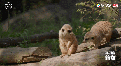 33.gif
