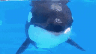 IMG_7360.GIF