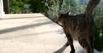 IMG_1917.GIF IMG_1917.GIF