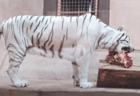 IMG_1922.GIF IMG_1922.GIF