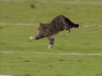 IMG_1924.GIF IMG_1924.GIF