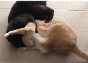 IMG_1927.GIF IMG_1927.GIF