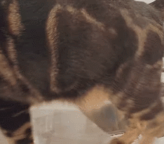 IMG_1920.GIF IMG_1920.GIF