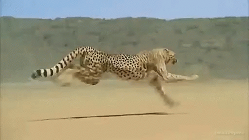 IMG_1925.GIF IMG_1925.GIF