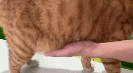 IMG_1938.GIF IMG_1938.GIF