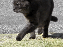 IMG_1933.GIF IMG_1933.GIF