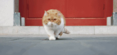 IMG_8288.GIF