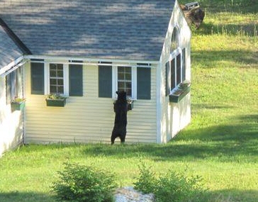 peeping-bear4.jpg