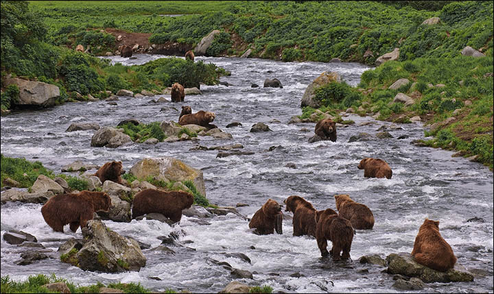 inside lots of bears.jpg