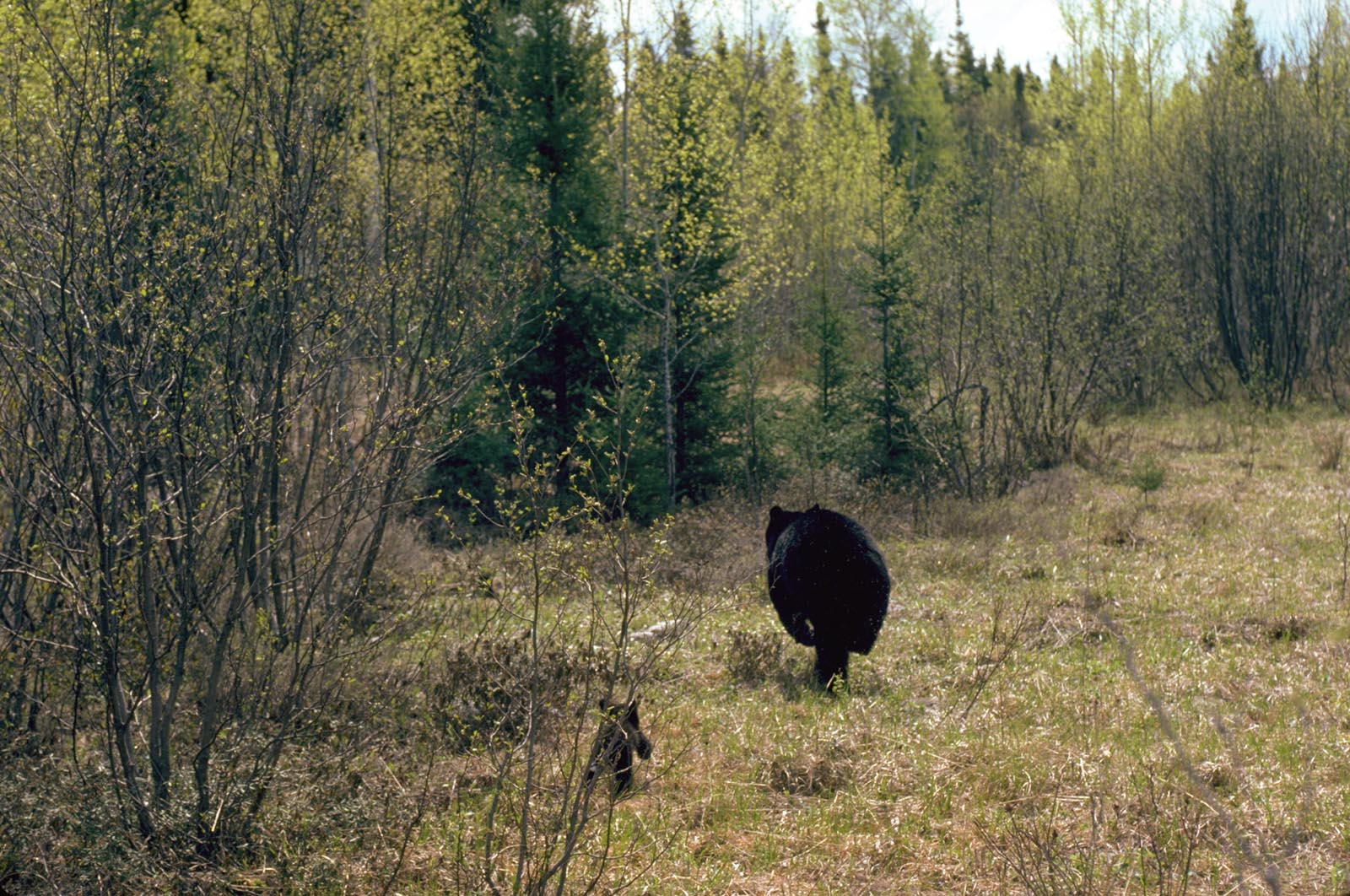 Mom-and-cubs-running-away.jpg