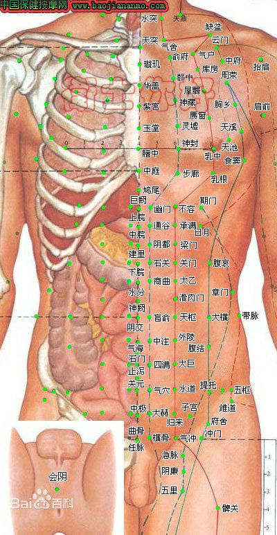 人体穴位1.jpg