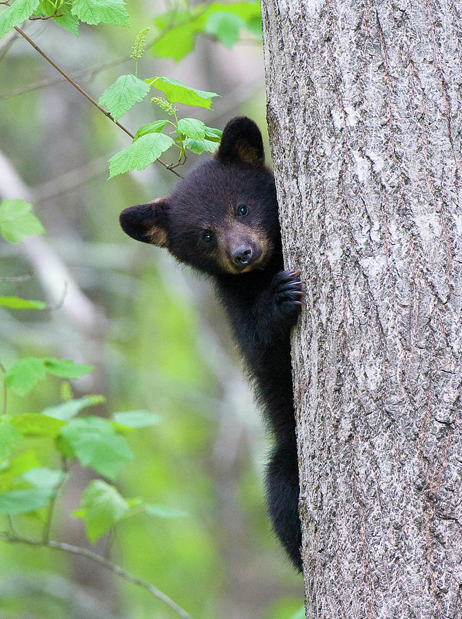 peekaboo-bear-cub-rob-palmer.jpg