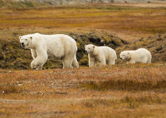 3bearsWalking.jpg