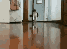 IMG_7786.GIF
