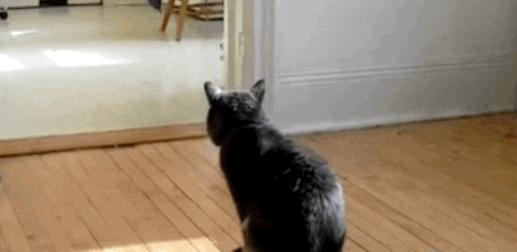 IMG_7791.GIF