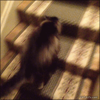 IMG_7793.GIF