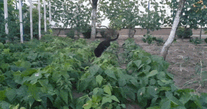 IMG_7792.GIF