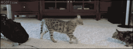 IMG_7794.GIF