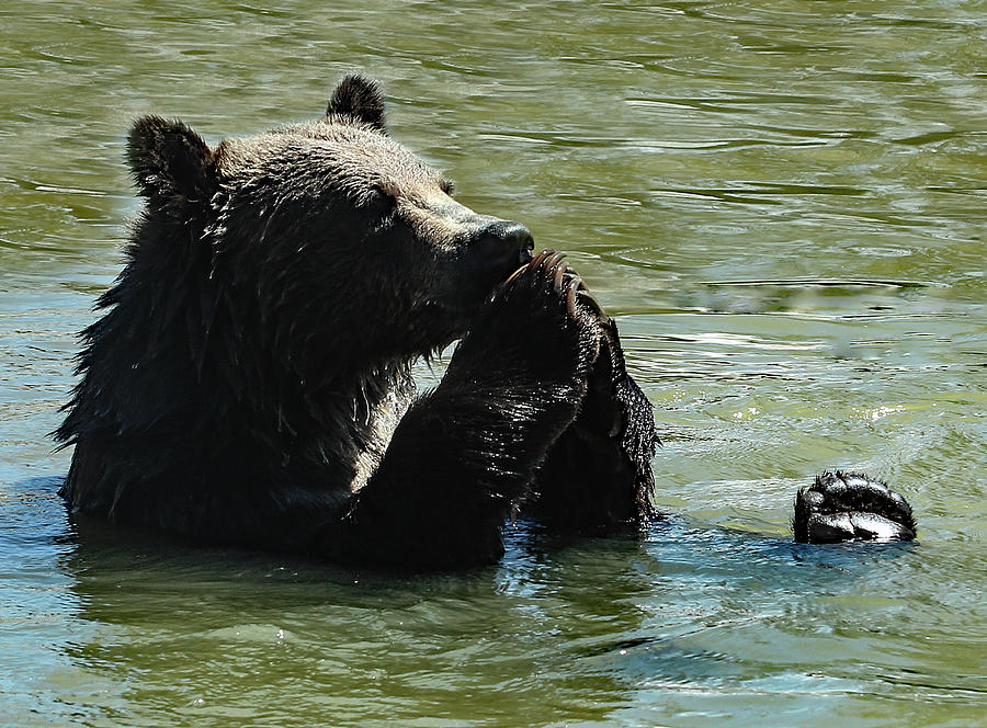 bear-prayer-frank-vargo.jpg