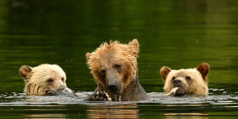 canada-bc-knight-inlet-lodge-grizzly-bears2-800x400-c-default.jpg
