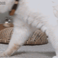 IMG_0050.GIF