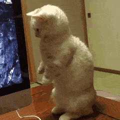 IMG_0048.GIF