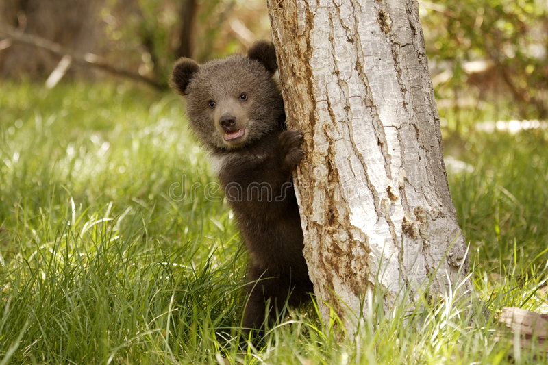 grizzly-bear-cub-4030593.jpg