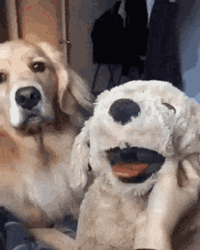 IMG_3252.GIF