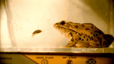 3.gif
