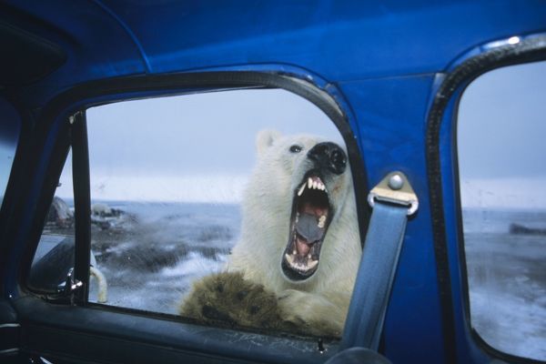 polar-bear-looking-door-window-pickup-truck-1307936.jpg