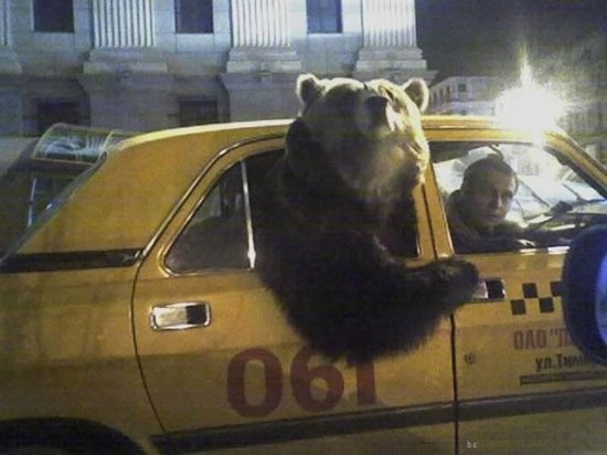russia-bears-streets-14.jpg