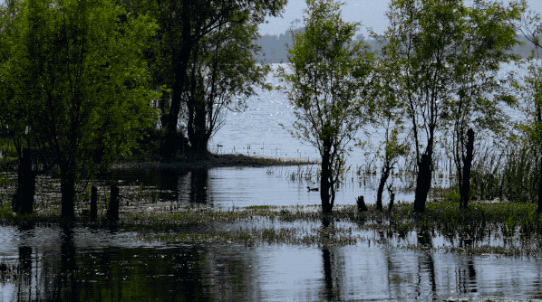 IMG_8282.GIF