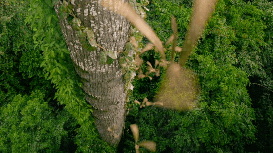 IMG_2419.GIF