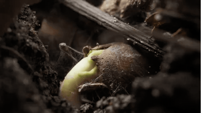 IMG_2423.GIF