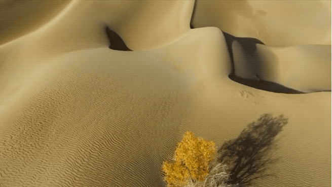 IMG_2425.GIF