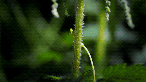 IMG_2418.GIF