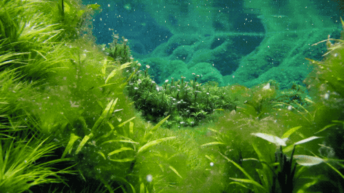 IMG_2426.GIF