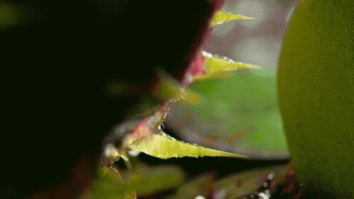 IMG_2428.GIF