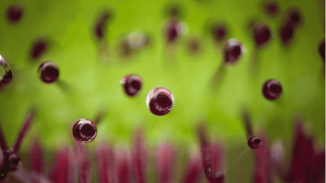 IMG_2434.GIF